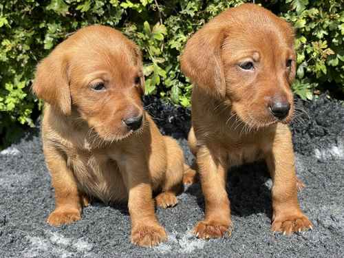 Dark Fox Red Labrador Pups For Sale in Rotherham, South Yorkshire