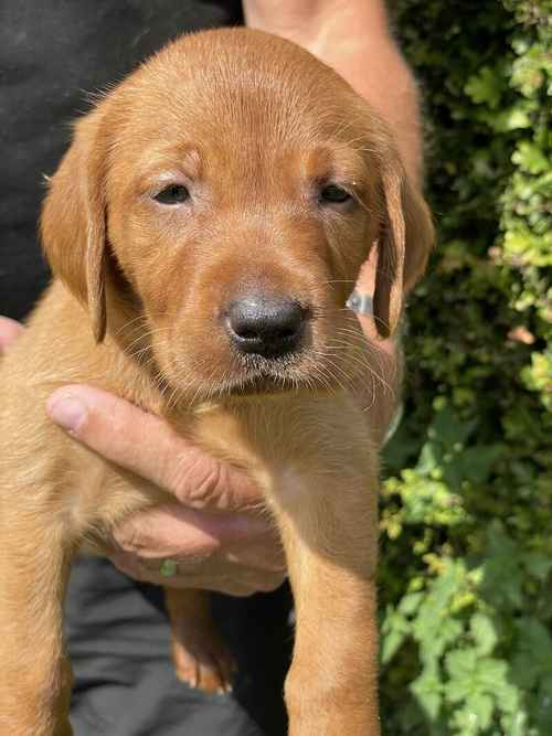 Dark Fox Red Labrador Pups For Sale in Rotherham, South Yorkshire