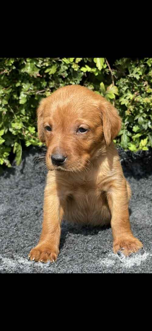 Dark Fox Red Labrador Pups For Sale in Rotherham, South Yorkshire