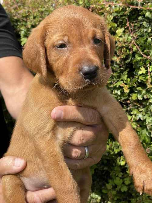 Dark Fox Red Labrador Pups For Sale in Rotherham, South Yorkshire