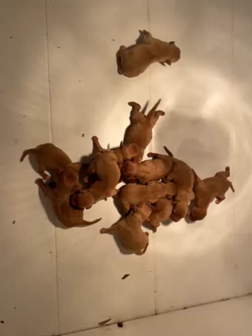 Dark Fox Red Labrador Pups For Sale Both Parents Fully Health Tested KC registered for sale in Rotherham, South Yorkshire