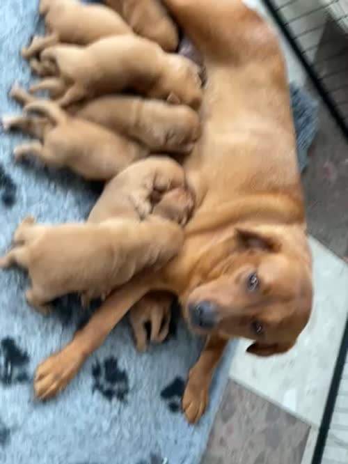 Dark Fox Red Labrador Pups For Sale, Both Parents Fully Health Tested, KC registered for sale in Rotherham, South Yorkshire