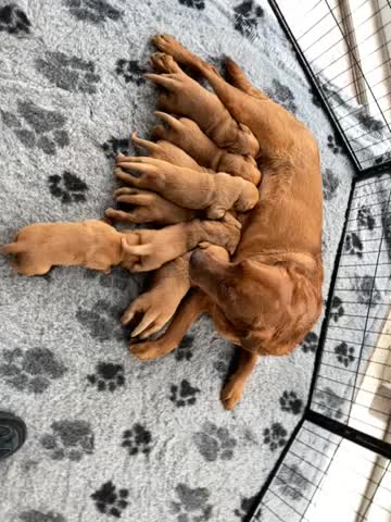 Puppies free to good home west yorkshire cheap