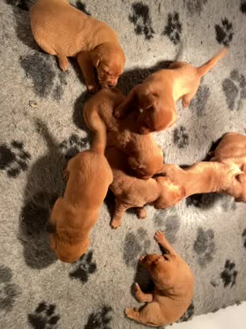 Labrador retriever puppies for sale near me 2025