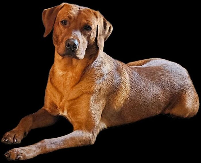 Labrador Retriever stud dog for stud in King's Lynn, Norfolk – KC registered, 1 year old