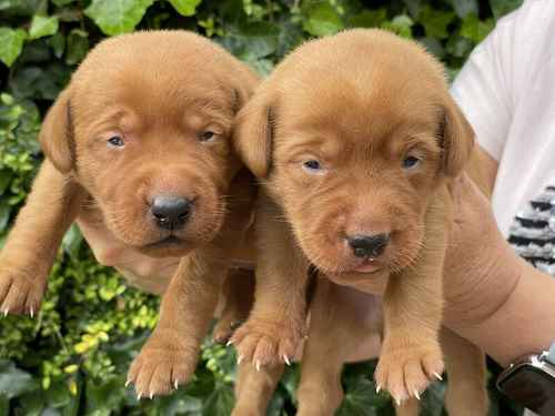 Dark Fox Red Labradors For Sale in Rotherham, South Yorkshire