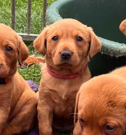 Dark Fox Red Puppies. Extensively health tested parents. for sale in Daventry, Northamptonshire