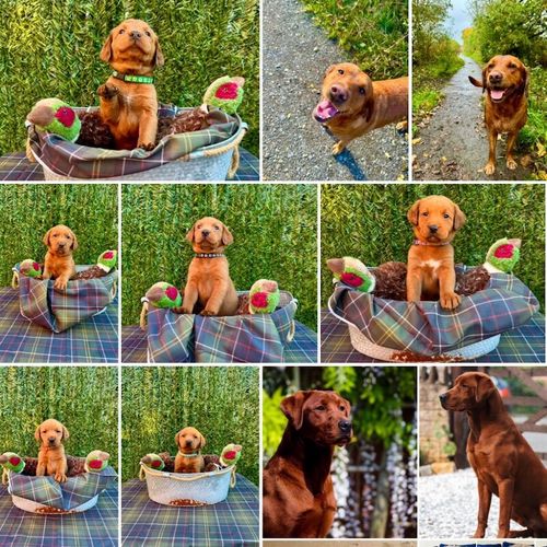Dark mahogany fox red labrador puppies for sale in Wallsend, Tyne and Wear