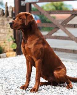 Dark mahogany fox red labrador puppies for sale in Wallsend, Tyne and Wear | Image 2
