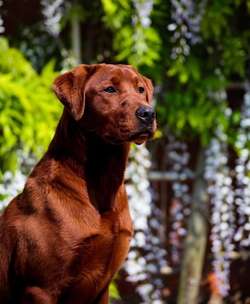 Dark mahogany fox red labrador puppies for sale in Wallsend, Tyne and Wear | Image 3