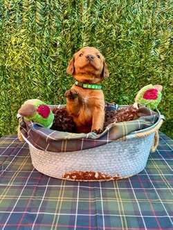 Dark mahogany fox red labrador puppies for sale in Wallsend, Tyne and Wear | Image 4