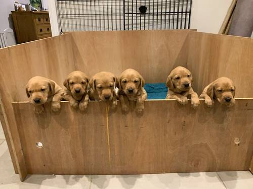 Dark Red Lab Pups. Bred by a Vet. for sale in Dereham, Norfolk - Image 1