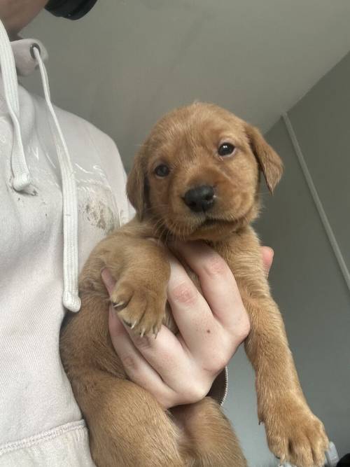 Dark Red Lab Pups. Bred by a Vet. for sale in Dereham, Norfolk - Image 6