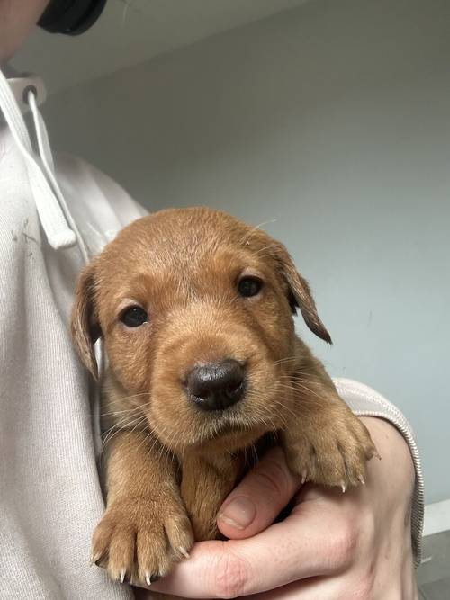 Dark Red Lab Pups. Bred by a Vet. for sale in Dereham, Norfolk - Image 9