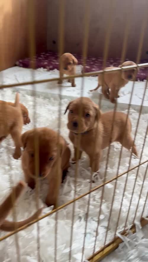 Dark Red Lab Pups. Bred by a Vet. for sale in Dereham, Norfolk