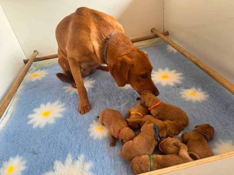 Dark Red Lab Pups. Bred By A Vet.