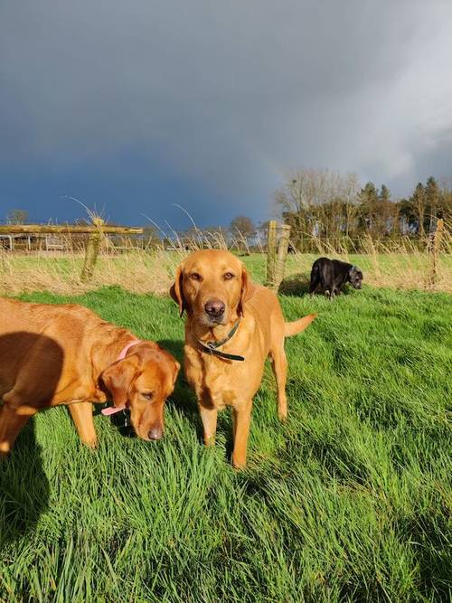 KC Assured Breeder Fox Red Health-Tested Labradors for sale in Worcester, Worcestershire - Image 3