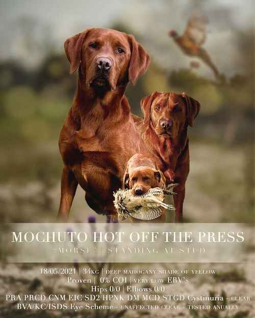 KC Assured Breeder Fox Red Health-Tested Labradors for sale in Worcester, Worcestershire