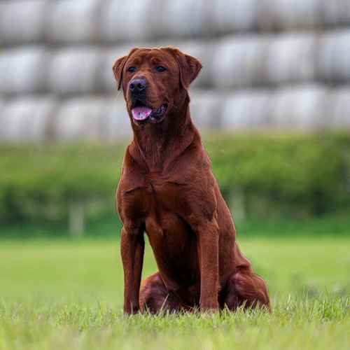 DARKEST FOX RED LABRADORS for sale in Stamford, Lincolnshire