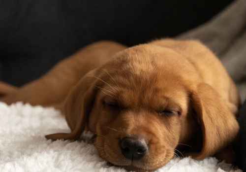 Darkest Red Labs. Bred by a Vet for sale in Dereham, Norfolk