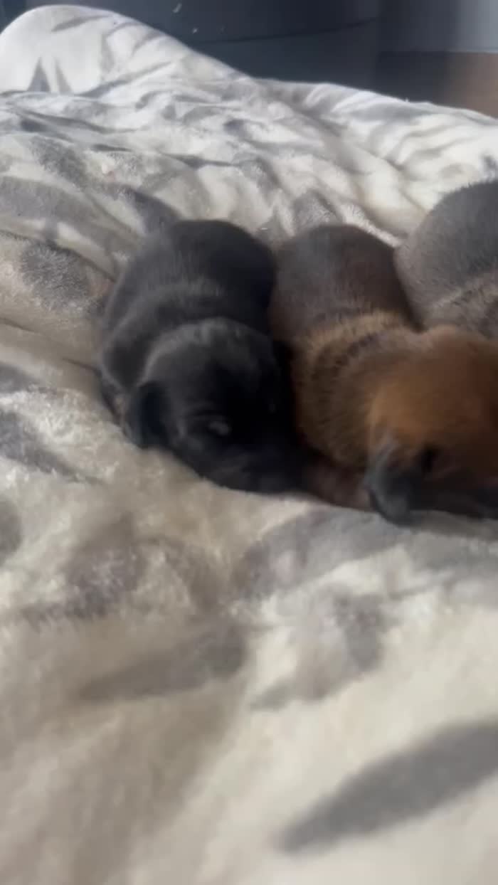 Dachshund puppies for sale in Upwell, Norfolk – 2 weeks old