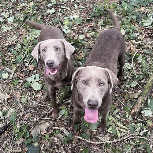 Stunning Silver Labrador Boys for sale in Market Rasen, Lincolnshire - Image 14