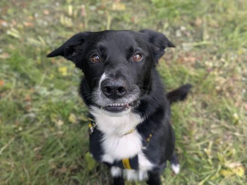 Doug for sale in Mid Glamorgan, Wales