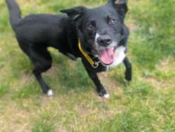 Doug for sale in Mid Glamorgan, Wales | Image 2
