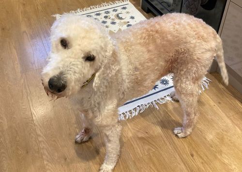 Dougal for sale in Kenilworth, Warks