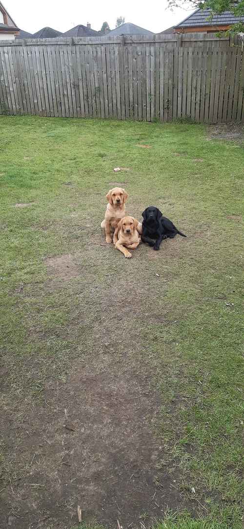 Dual purpose labrador pups for sale in Shotts, North Lanarkshire
