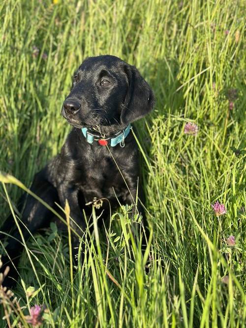 Due to Change in circumstances Last Black Dog puppy from fully health tested parents & raised in family home. for sale in Evesham, Worcestershire - Image 5