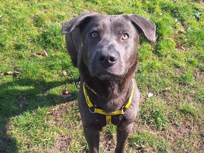 Labrador Retriever for adoption in Telford, Shropshire – 3 years old - Image 2 of 2