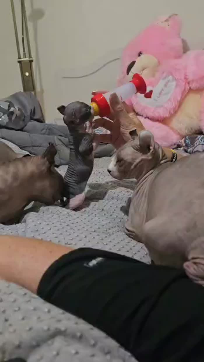 Sphynx kittens for sale in Hayle, Cornwall – 4 months old