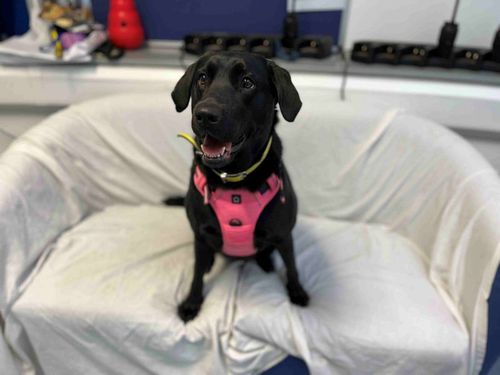 Ellie for sale in Wymeswold, Leicestershire