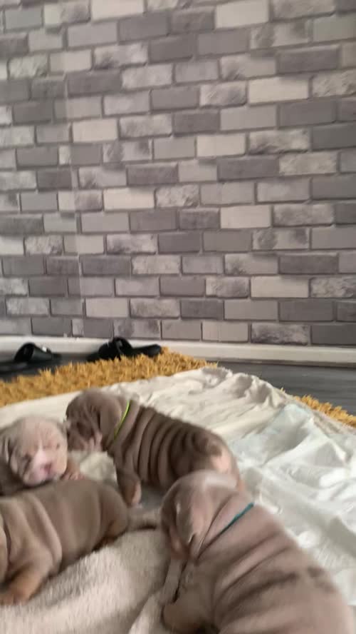 English Bulldog puppies - stunning colours full suits/platinum/lilac/merle for sale in Borehamwood, Hertfordshire