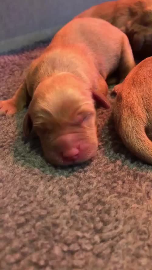 KC Enhanced pedigree, Fox Red Labrador Puppies for sale in Wakefield, West Yorkshire