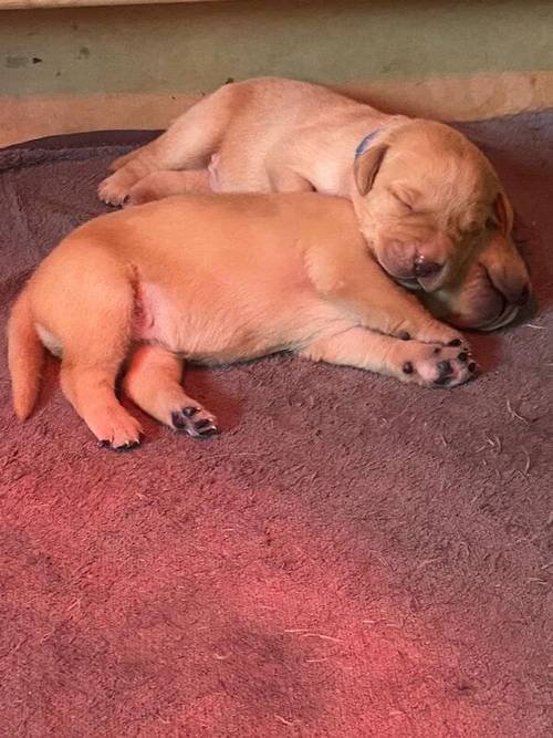 Kennel Club Registered Labrador Puppies for sale in West Dunbartonshire - Image 10