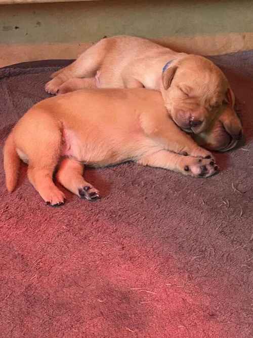 ennel Club Registered Labrador Puppies for sale in West Dunbartonshire