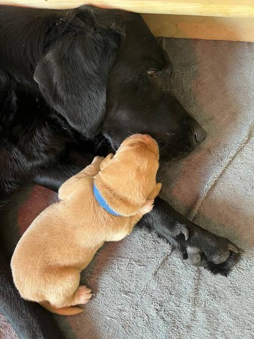 Kennel Club Registered Labrador Puppies for sale in West Dunbartonshire - Image 9