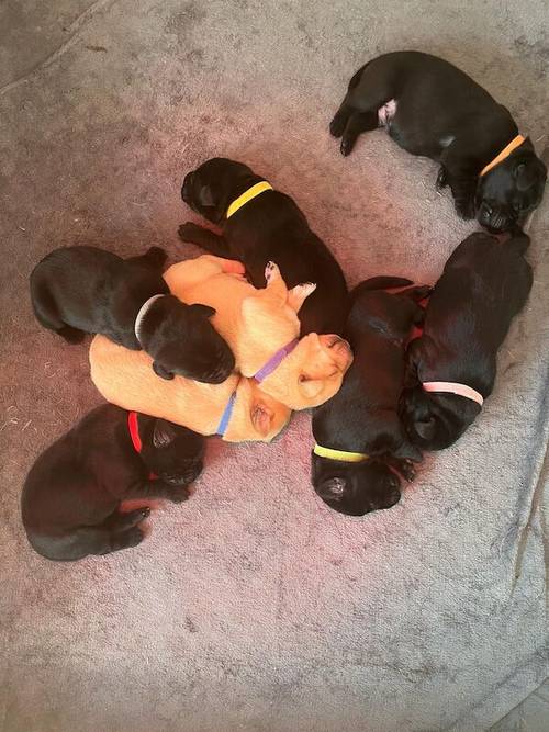 Kennel Club Registered Labrador Puppies for sale in West Dunbartonshire - Image 13
