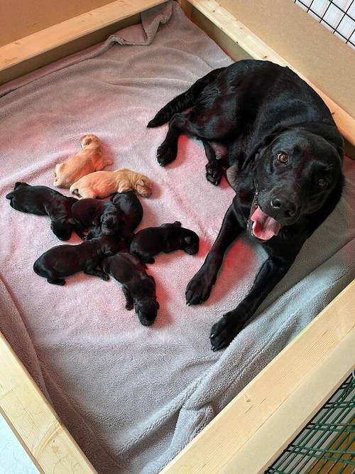 Kennel Club Registered Labrador Puppies for sale in West Dunbartonshire - Image 11