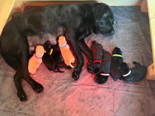 Kennel Club Registered Labrador Puppies for sale in West Dunbartonshire - Image 12