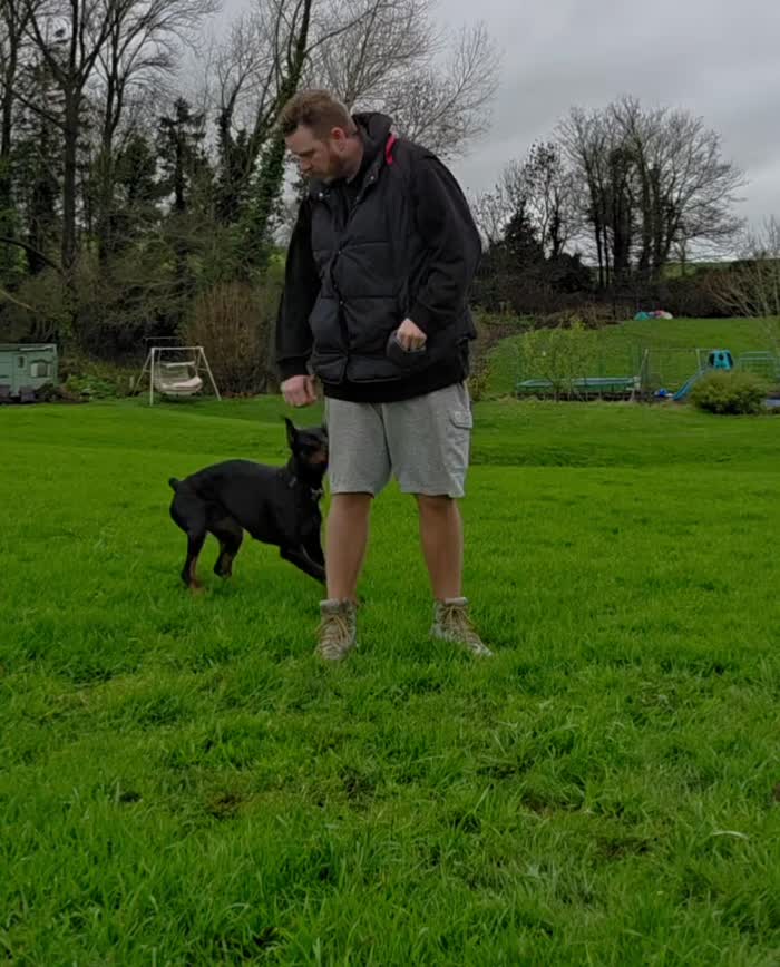 Doberman puppies for sale in Richmond, North Yorkshire – 1 year old