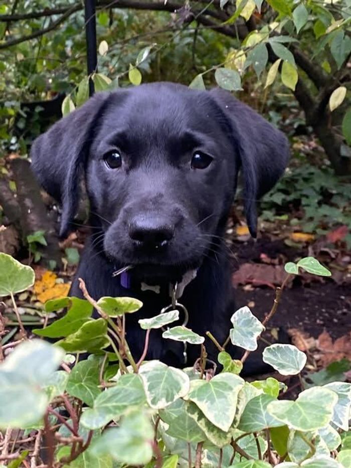 Labrador Retriever puppies for sale in Preston, Lancashire – KC registered, 6 days old