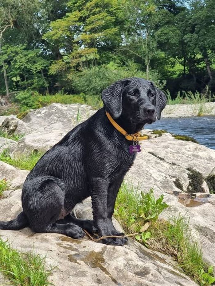Labrador Retriever puppies for sale in Preston, Lancashire – KC registered, 6 days old - Image 2 of 11