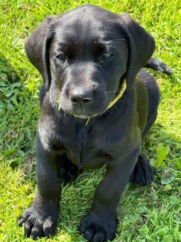 Labrador Retriever puppies for sale in Preston, Lancashire – KC registered, 6 days old - Image 3 of 11