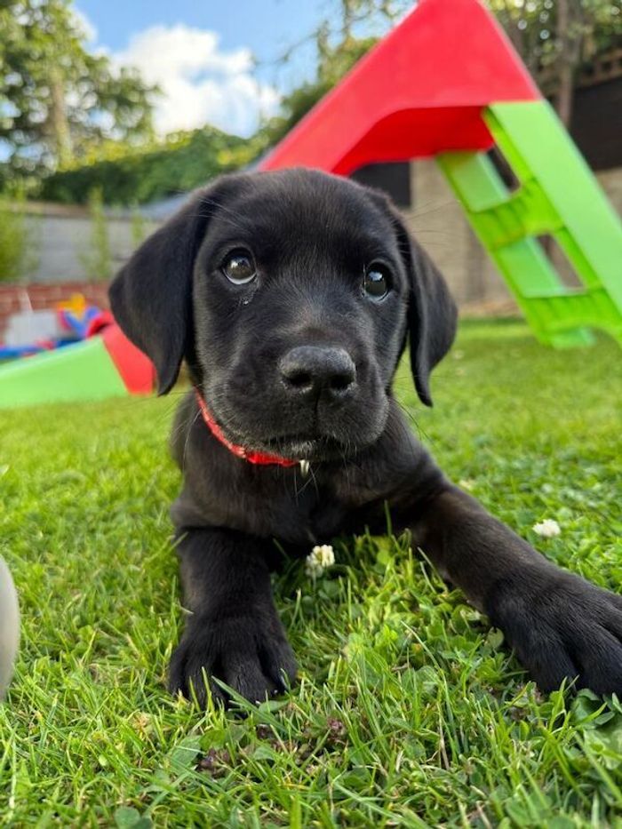 Labrador Retriever puppies for sale in Preston, Lancashire – KC registered, 6 days old - Image 4 of 11