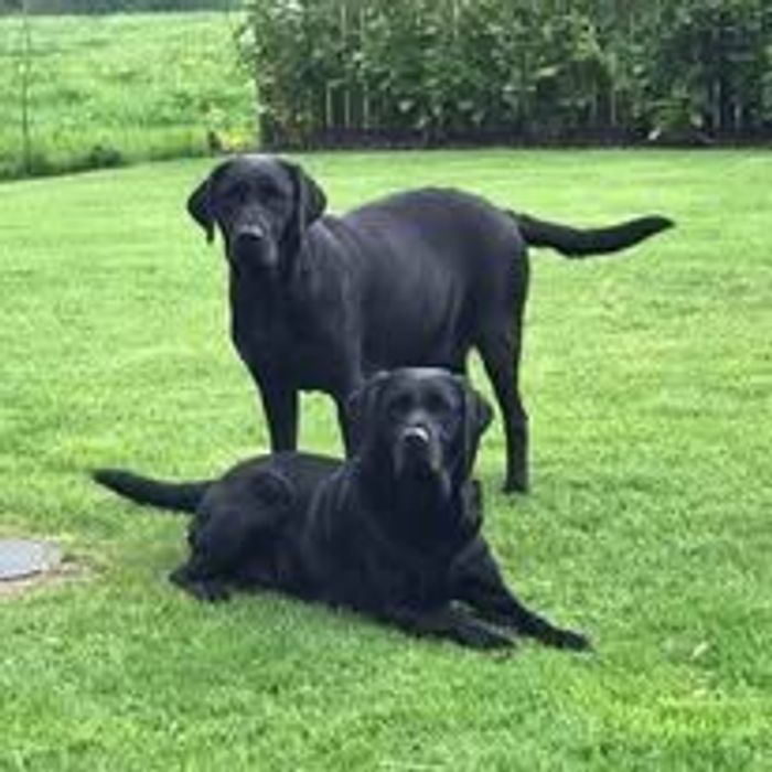 Labrador Retriever puppies for sale in Preston, Lancashire – KC registered, 6 days old - Image 5 of 11