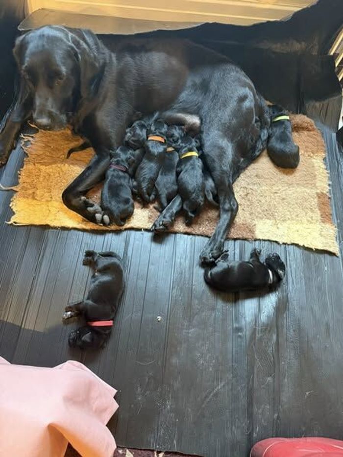 Labrador Retriever puppies for sale in Preston, Lancashire – KC registered, 6 days old - Image 7 of 11