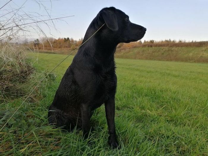 Labrador Retriever puppies for sale in Preston, Lancashire – KC registered, 6 days old - Image 8 of 11
